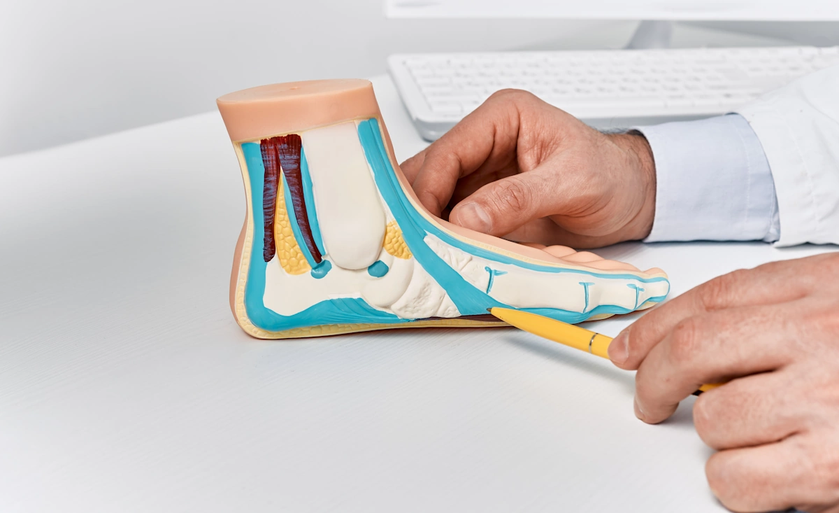 Schéma anatomique du dessus du pied montrant les tendons extenseurs et les métatarsiens
